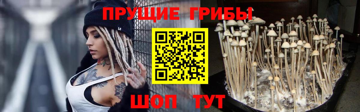 Псилоцибиновые грибы мицелий  Вход с VPN  Людиново  Псилоцибиновые грибы Cubensis 